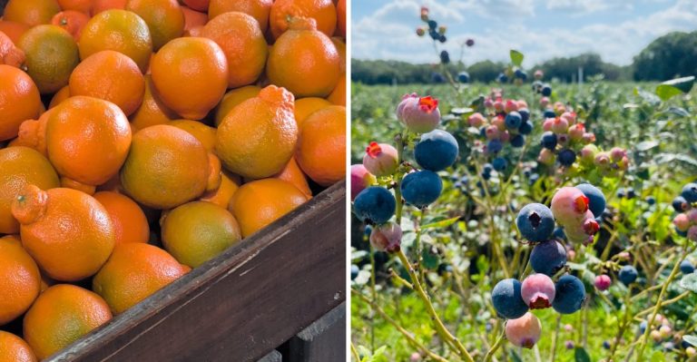 8 Pick-Your-Own Farms Near Plant City, Florida, Where A Few Dollars Can Fill Your Basket