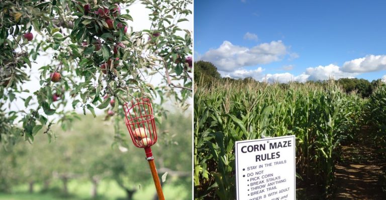 This Maine Apple Orchard Is A Must-Visit For Fall (And Most People Miss The Fairy Village)