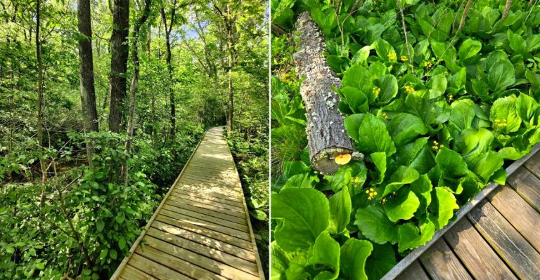 This Quiet Ohio Nature Preserve Is Made for a Peaceful Late-August Escape