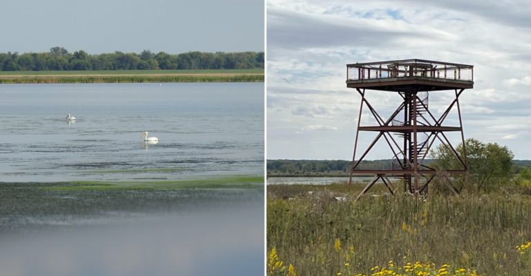Hundreds Of Pelicans Are Landing Along The Illinois River Right Now, And These 11 Spots Put Families Close