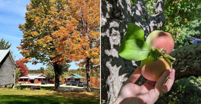 12 Maine Apple Orchards Worth Visiting At The Height Of Picking Season