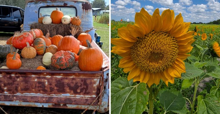 This Dade City Farm In Florida Lets Kids Pick Pumpkins, Meet Animals, And Enjoy Tractor Rides