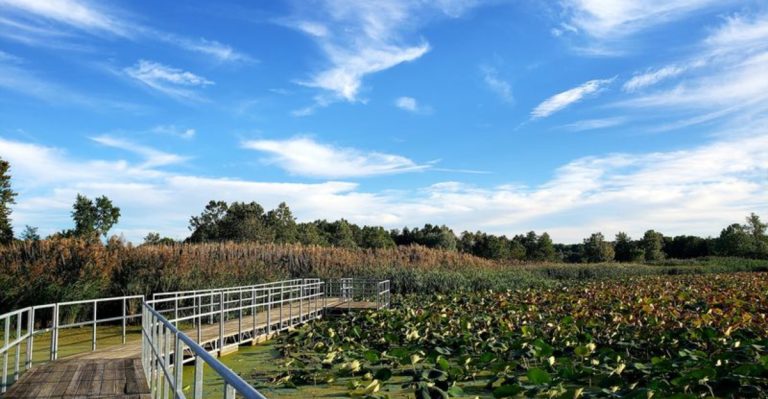 This Illinois Nature Boardwalk Winds Through A Wetland Most Drivers Speed Right Past