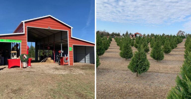 This Arkansas Christmas Tree Farm Has Pig Races, Hayrides, And A Magic Candy Cane Tree