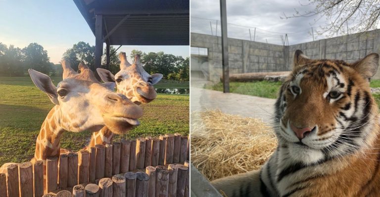This Incredible New York Sanctuary Is Home To Animals You’d Never Expect