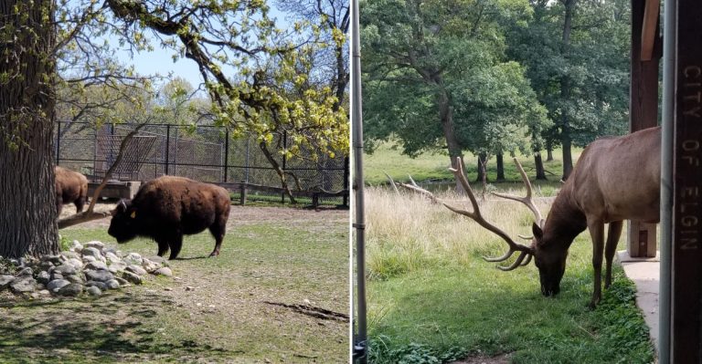 See Elk Up Close For Free At Lords Park’s Zoo In Elgin, Illinois