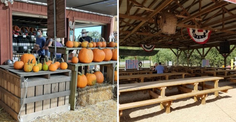 This South Carolina Apple Orchard Does Fall The Old Fashioned Way, And Visitors Cannot Stay Away