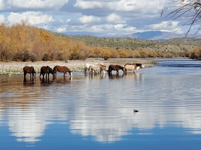 Families Pay About $6 A Person To Watch Wild Horses Along The Salt River At This Arizona Recreation Area