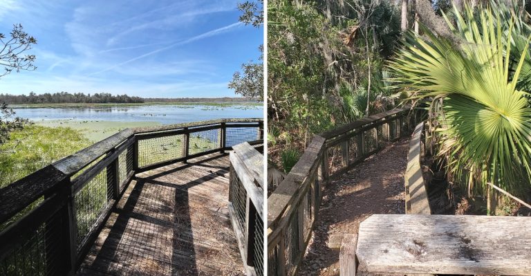 The Quiet Florida Forest Trail With A Hidden Tick Problem Most Travelers Miss