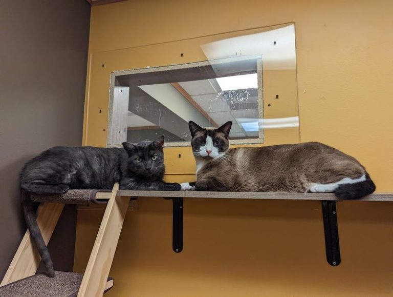 This Cage-Free Illinois Cat Rescue Lets You Mingle With Every Single Rescued Cat Inside