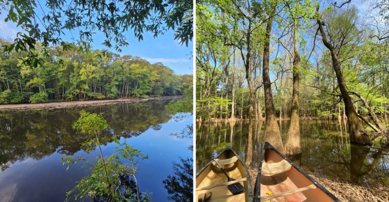 This Old-Fashioned South Carolina Boardwalk Leads Deep Into A Wild Floodplain Forest
