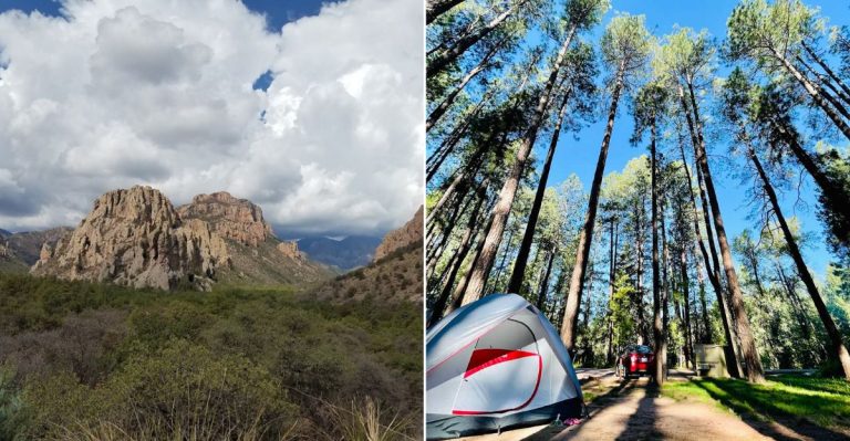 Arizona’s Tick Surveillance Data Highlights The Areas Around These 12 Wooded Destinations