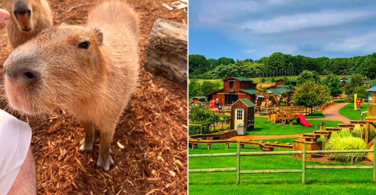 This Michigan Farm Lets You Meet Camels, Sloths, And Kangaroos Between Fall Adventures