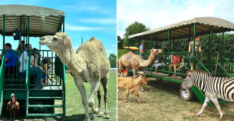 You Feed A Kangaroo And Ride A UTV Through The Animals At This Illinois Wildlife Park