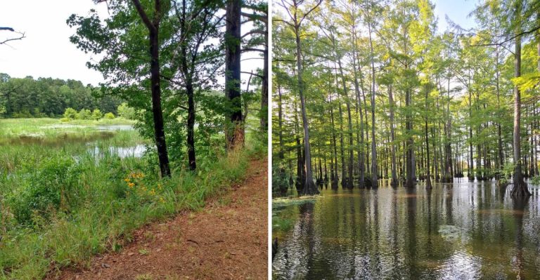 This Arkansas Lake Shore Is Almost Too Snake-Filled For Its Own Good