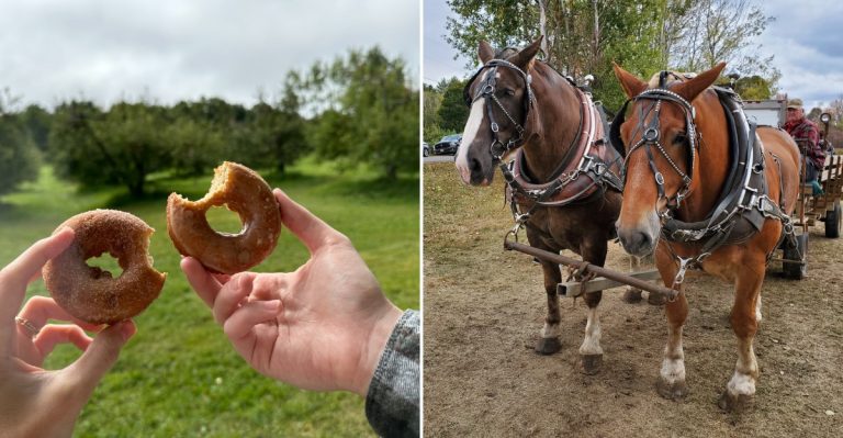 This Maine Apple Orchard Has A $5 Tour, Pick-Your-Own Apples, And A Shop In The Barn