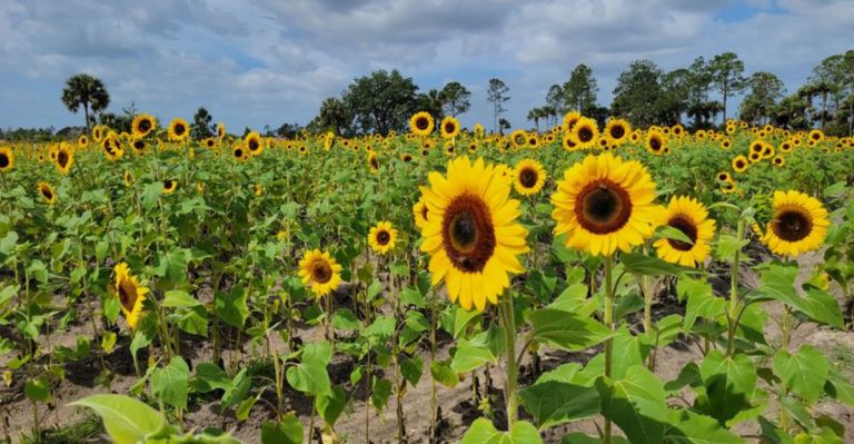 This Florida Sunflower Farm Explodes Into Thousands Of Blooms Every Summer And Costs Almost Nothing To Visit