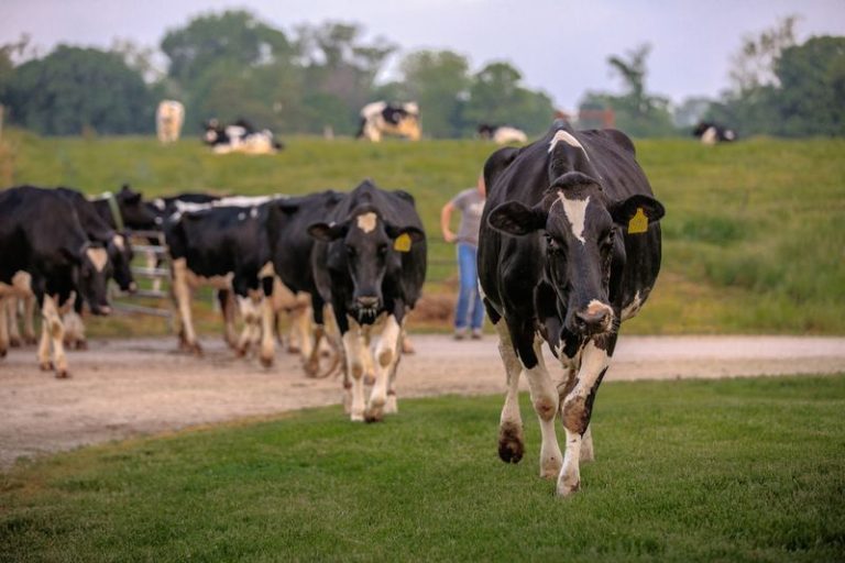 This Quiet Illinois Dairy Farm Lets You Meet The Cows And Makes Its Own Ice Cream