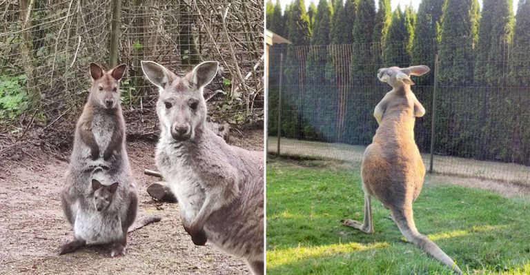 This Appointment-Only Washington Ranch Is Devoted To Kangaroos And Wallabies