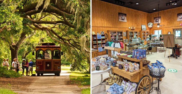 This South Carolina Tea Factory Is So Popular, Getting A Tour Feels Like Winning The Lottery