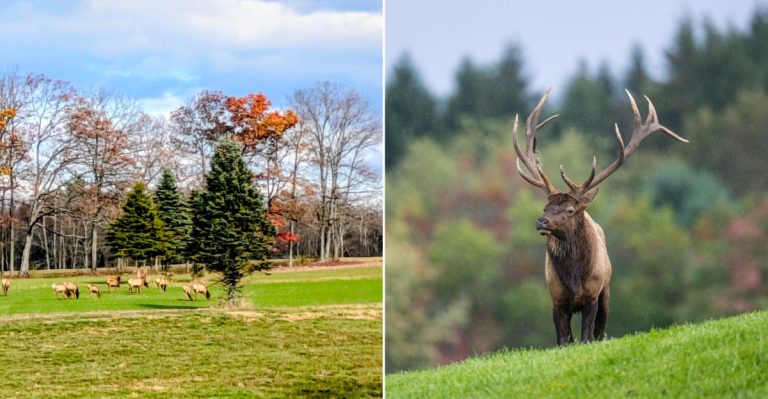 This Pennsylvania Forest Is One Of The Top Places To Hear Wild Elk Bugling This Fall