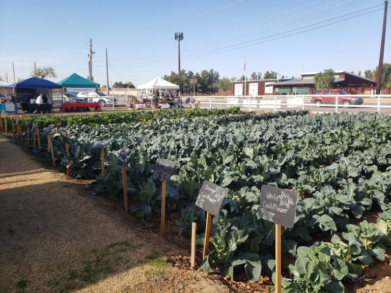 7 Arizona Farm Stands Where A Few Dollars Fills Your Bag With Just-Picked Produce