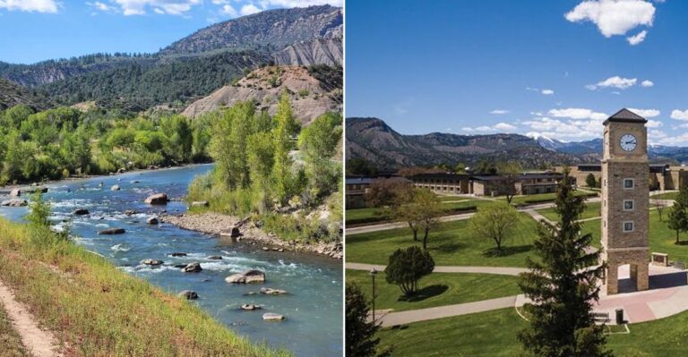 The Colorado Countie Where Black Bears Are Especially Active During Fall