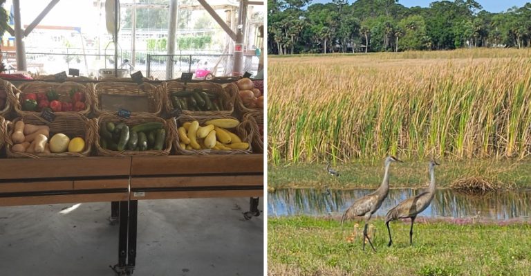 7 Free Things To Do In Fort Myers, Florida, That Locals Wish Tourists Didn’t Know About