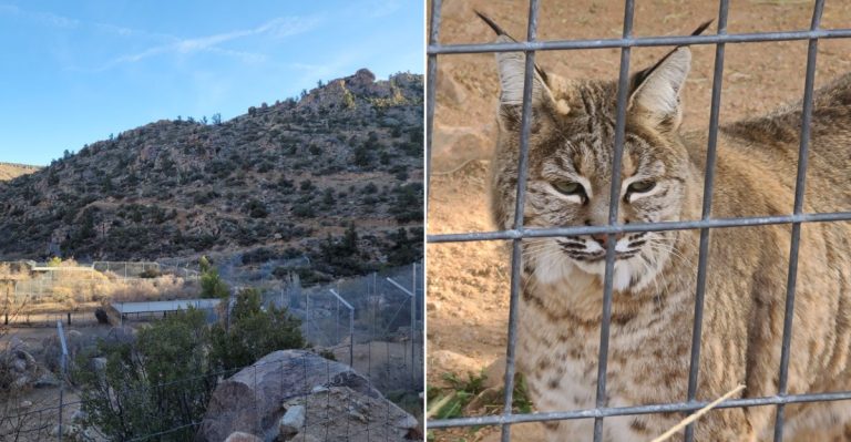 Historic Route 66 Hides A 175-Acre Wildlife Sanctuary Few Travelers Expect