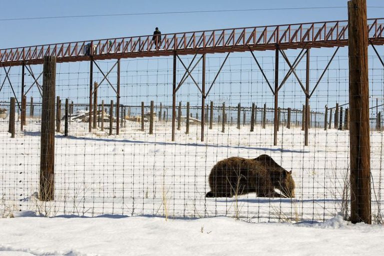 A Colorado Sanctuary Lets You View Rescued Wolves And Big Cats From An Elevated Walkway