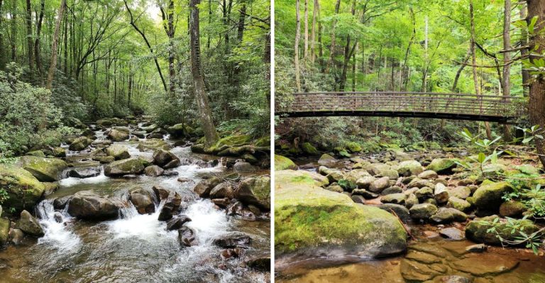 7 South Carolina Hiking Trails Locals Avoid In Late Summer Because Of Active Black Bears