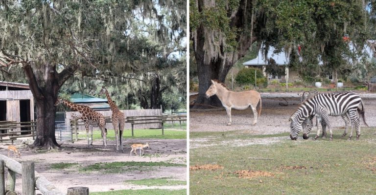 Just An Hour From Tampa, This Florida Sloth And Capybara Encounter Costs Less Than Dinner Out