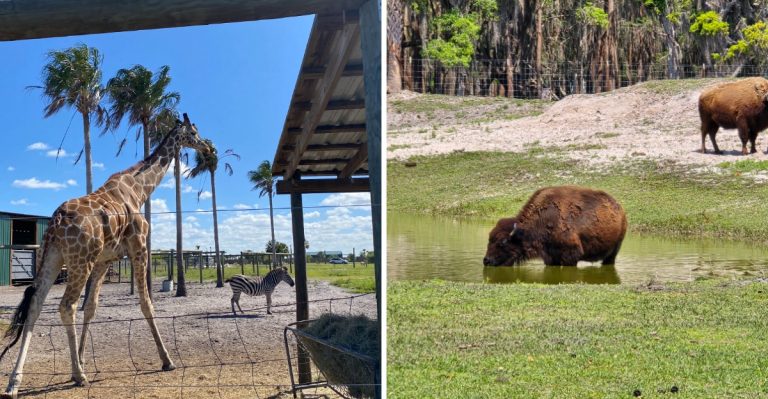 Over 100 Exotic Animals Roam Right Up To Your Car On This Florida Drive-Through Safari