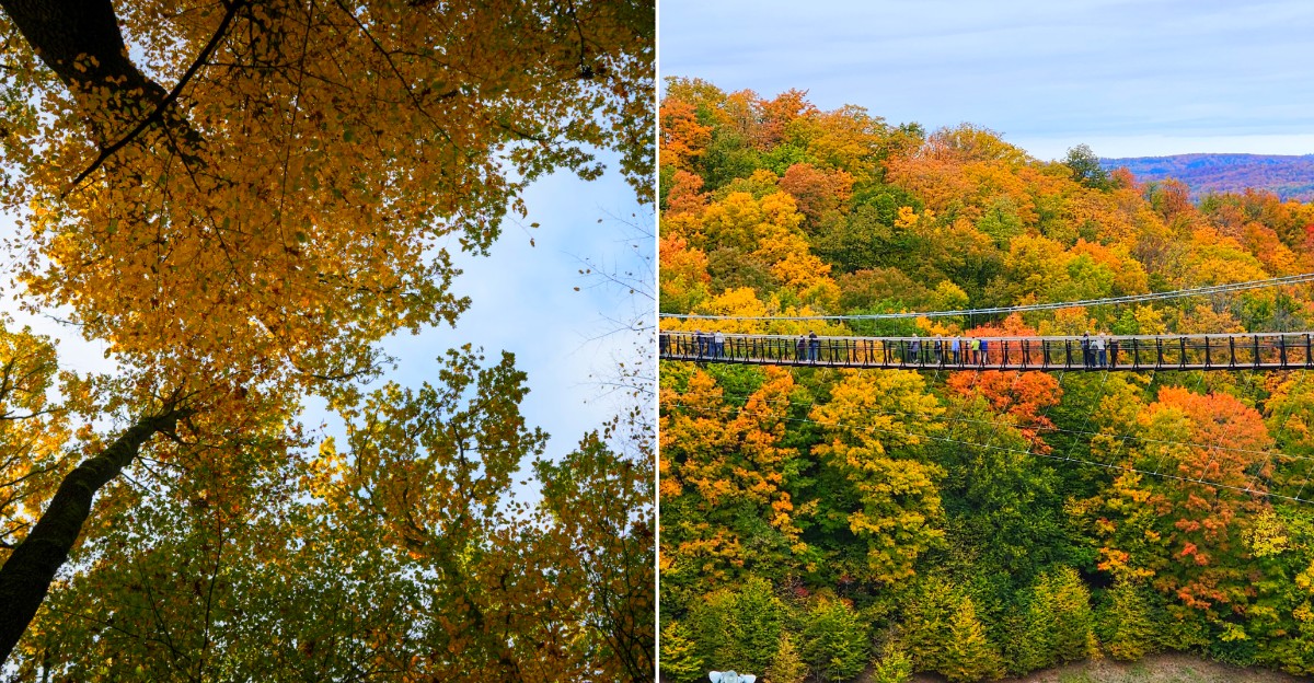 Michigan Canopy Walks In Fall
