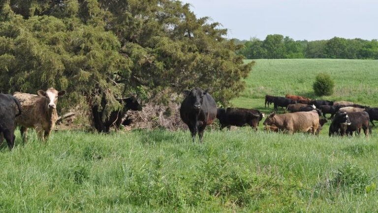 This 100% Grass-Fed Illinois Family Farm Has Quietly Won Over Families Stocking Up On Half Sides Of Beef