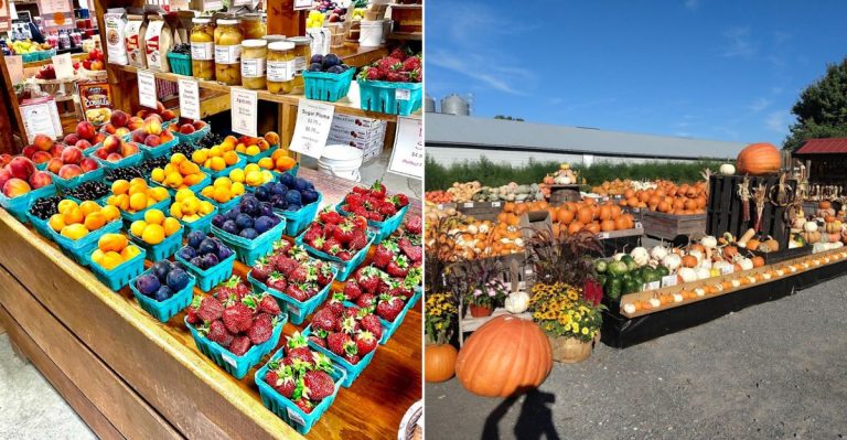 This Pennsylvania Farm Lets You Pick Berries So Sweet They Might Spoil Regular Fruit