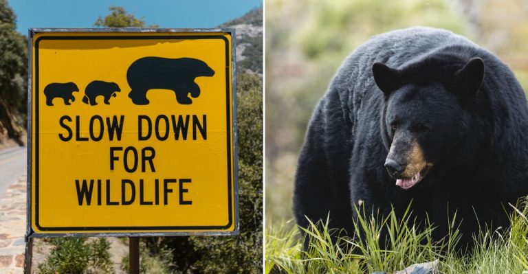 This Quiet Northern Maine Town Has Enough Black Bear Sightings To Keep Locals Alert