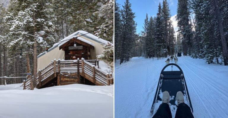 Mush Your Own Husky Team Through The Colorado Mountains Near Breckenridge