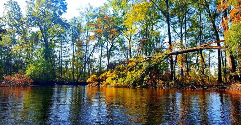 Few People Realize South Carolina Is Home To America’s Longest Free-Flowing Blackwater River