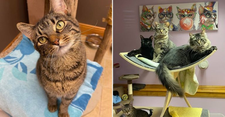 This Cage-Free Cat Rescue In Illinois Gives Rescued Kitties A Second Chance
