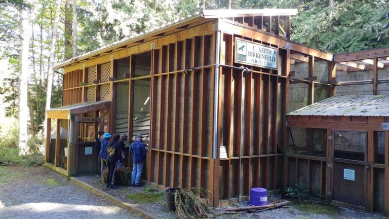 Rescued Barn Owls And Hawks Perch Just Feet Away At This Washington Raptor Center