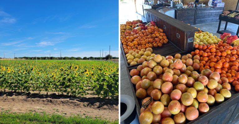 Everyone Buys Groceries At Kroger, But This Hidden Florida Farm Market Is A Fruit Lover’s Dream