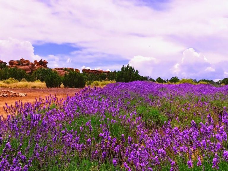 This Arizona Lavender Farm Lets You Cut Your Own Fragrant Bundles Straight From The Rows