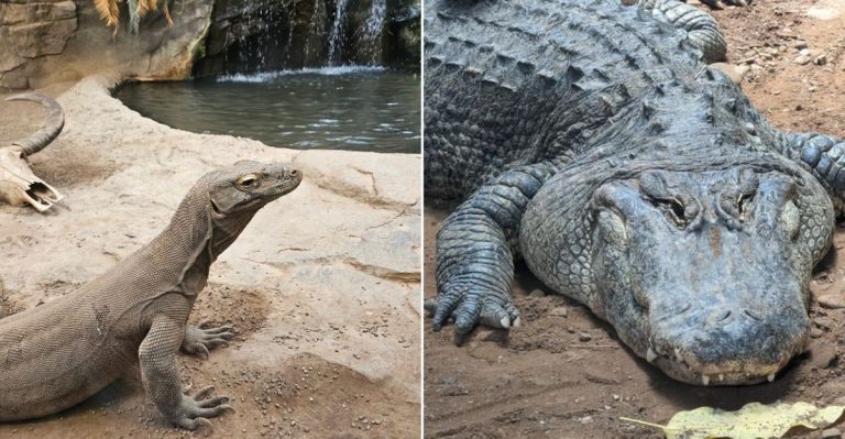 This Pennsylvania Reptile Zoo Brings Visitors Surprisingly Close To Anacondas, Komodo Dragons, And Giant Alligators