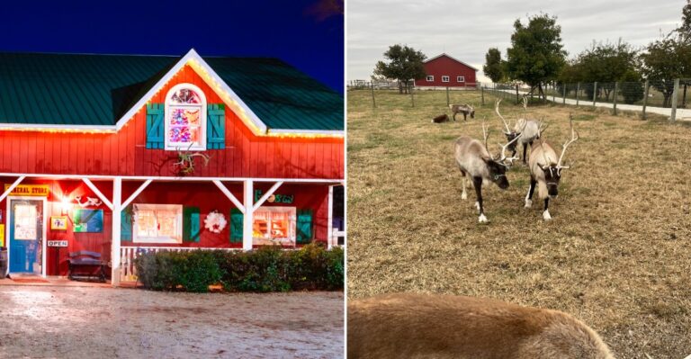 The Unique Illinois Reindeer Ranch Hides A Massive Fall Corn Maze