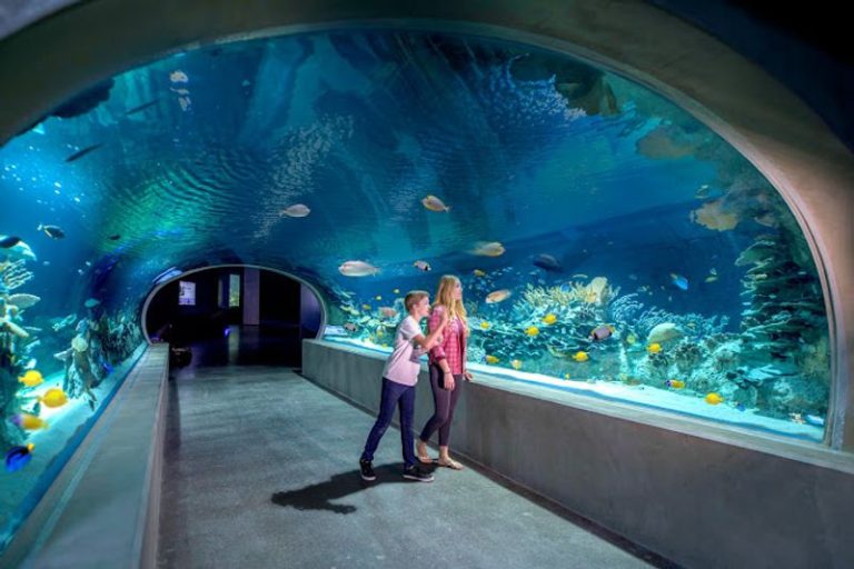 Glowing Jellyfish And Sharks Light Up The Tanks At This Arizona Aquarium After Dark