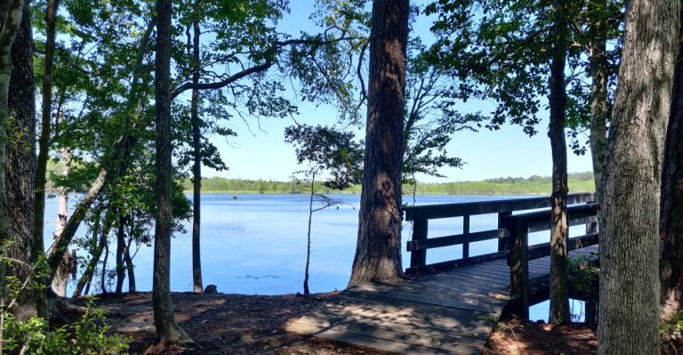 This Texas Lake Is Seeing More Alligators Than Visitors Expected