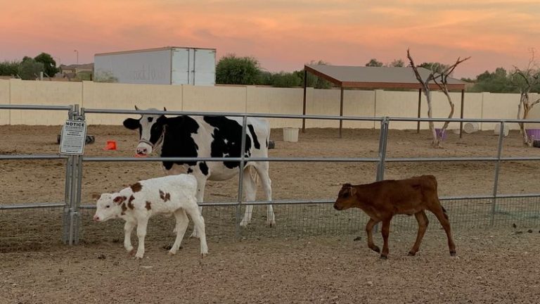 Rescued Dairy Calves And Carrot-Crazy Farm Animals Greet You At This Arizona Sanctuary