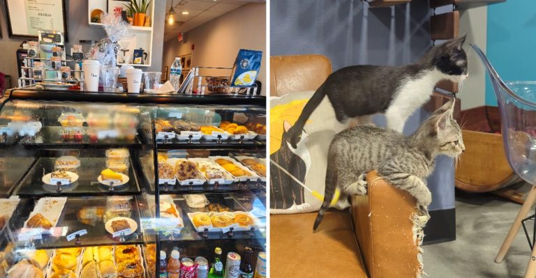 This Charming Florida Cat Cafe Lets You Sip Lattes While Surrounded By Adorable Adoptable Cats