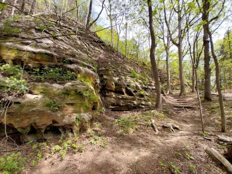 This Illinois Nature Preserve Hides A Fern-Filled Ravine That Feels Like A Lost Rainforest